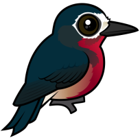 Puerto Rican Woodpecker