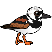 Ruddy Turnstone