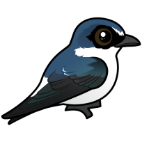 White-rumped Swallow