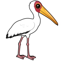 Yellow-billed Stork