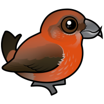 Red Crossbill