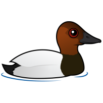 Canvasback