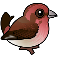 Purple Finch