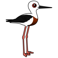 Banded Stilt
