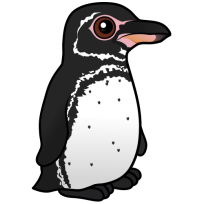 Galapagos Penguin