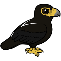 Verreaux’s Eagle