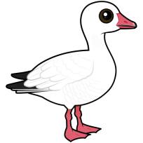 Snow Goose