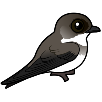 Bank Swallow