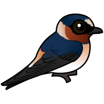 Cliff Swallow