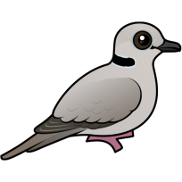 Ring-necked Dove