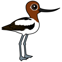 Red-necked Avocet