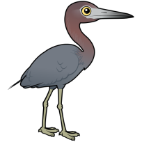 Little Blue Heron