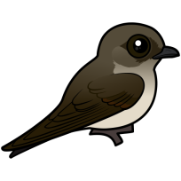 Northern Rough-winged Swallow