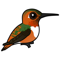 Allen's Hummingbird