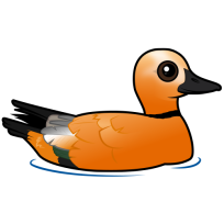 Ruddy Shelduck