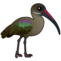 Hadada Ibis