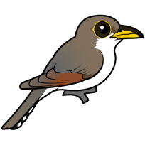 Yellow-billed Cuckoo
