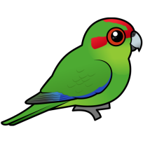 Red-crowned Parakeet