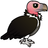 Lappet-faced Vulture