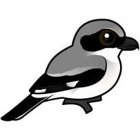 Loggerhead Shrike