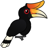 Rhinoceros Hornbill