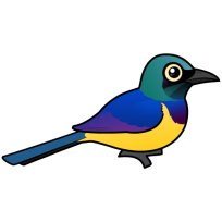 Golden-breasted Starling
