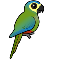 Red-bellied Macaw