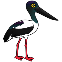 Black-necked Stork