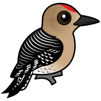 Gila Woodpecker