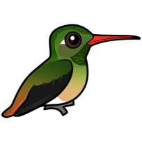 Buff-bellied Hummingbird