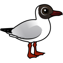 Black-headed Gull