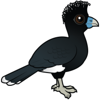 Blue-billed Curassow