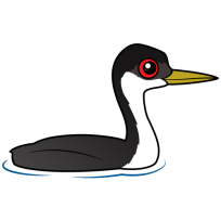 Western Grebe