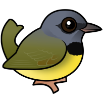 Mourning Warbler