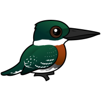 Green Kingfisher
