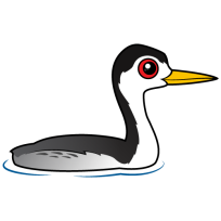 Clark's Grebe