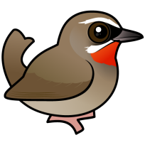 Siberian Rubythroat