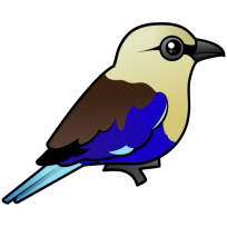 Blue-bellied Roller