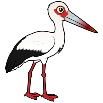 Maguari Stork