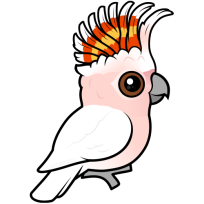Pink Cockatoo