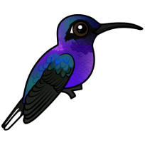 Violet Sabrewing