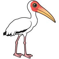 Milky Stork