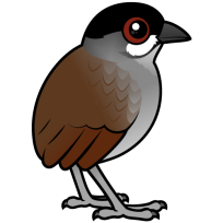 Jocotoco Antpitta
