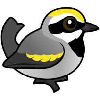 Golden-winged Warbler