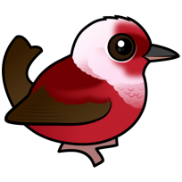 Pink-headed Warbler
