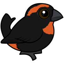 Puerto Rican Bullfinch