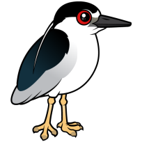 Black-crowned Night Heron