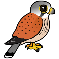 Common Kestrel