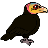 Greater Yellow-headed Vulture
