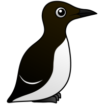 Common Murre